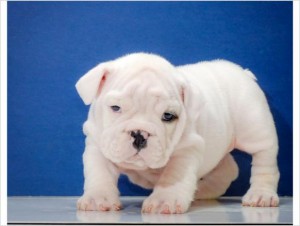 VERY CUTE ENGLISH BULL DOG PUPPY