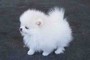 (X-MASS)**Toy Teacup AKC Tiny Teacup Pomeranian Puppies For Adoption**