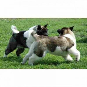 Stunning pedigree show quality champoins America Akita puppies.