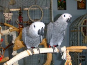 African Grey Parrot for Re-homing.