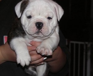 Make this XMASS a wonderfull one for you and some English Bulldog puppies.