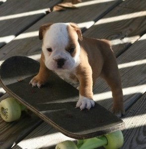 Adorable English Bulldog puppies for sale.