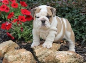 Home Your Trained English Bulldog Puppy Now