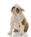 ADORABLE MALE AKC ENGLISH BULLDOG PUPPY ( CHEAP )