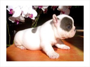 BLUE FRENCH BULLDOGS, Blue French Bulldog puppies