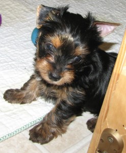 Home Raised T-cup YORKSHIRE TERRIER Puppy for good home contact at (719) 624-8371