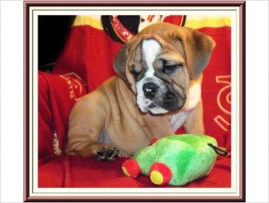 English Bulldog puppies