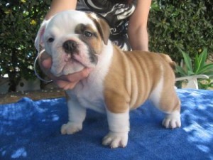 AVAILABLE INGLISH BULLDOG PUPPIES FOR ADOPTION.