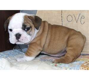 2 male and female english bulldog puppies ready to go.