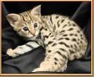 nice looking male and female savannah  kittens for adoption