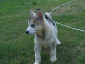 akc alaskan malamute puppies 8 weeks old ready to go!!