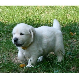 Golden retriever puppies for Xmas