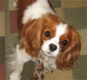 Excellent Beautiful Gorgeous Male And Female cavalier king charles spaniel