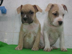 (FREE)X-MASS american staffordshire PUPPIES FOR NEW FAMILY HOME ADOPTION