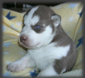 Beautiful bi-eyed xmas bouncy black and brown male and female AKC Siberian Husky puppy