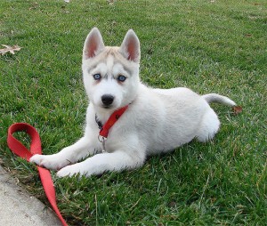 Upcoming Piebald Akc Siberian Husky