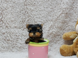 Adorable Micro Teacup Yorkie Puppies for Adoption