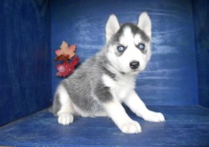 AKC Siberian Husky Puppies for Xmas-adoption