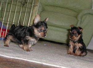 Gorgeous Male and Female Teacup Yorkie Puppies for adoption..xmas