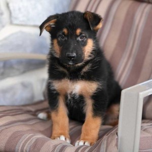 Akc Registered German Shepherd puppies Ready For New Home