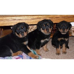 Rottweiler  pups looking for new homes .