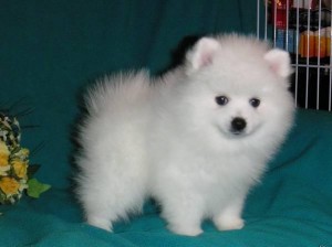 white platinum Pomeranian puppies