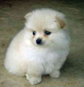 ONLY A TEXT AT(707) 685-8445 Pomeranian Male and Female Pomeranian Puppies.