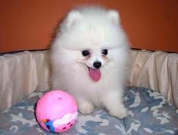 wonderful x-mas Pomeranian puppy