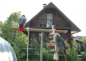 Intelligent African Grey Parrots for sale now.