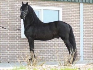 Young Energetic Friesian Horse for Adoption.