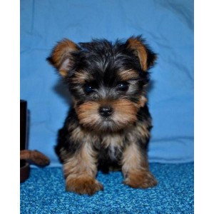 Very Affectionate teacup yorkie puppy for (free) adoption