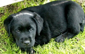 Black Labrador Puppies