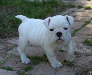 Adorable English Bulldog puppies Available as Xmas gifts