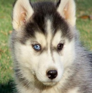 sweet and lovely Siberian husky puppies for adoption,