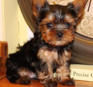 **** 2 Yorkies puppies for your family now