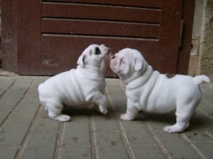 Adorable Bulldog puppies for sale.