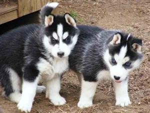 Male and FEMALE SIBERIAN HUSKY PUPPIES FOR ADOPTION