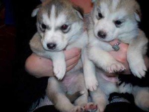 siberian husky Puppies.