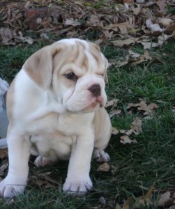 Lovely English Bulldog pupps for adoption.