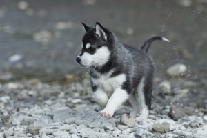 ATTRACTIVE SIBERIAN HUSKY PUPPIES FOR ADOPTION THIS CHRISTMAS