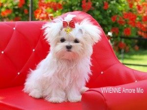 Adorable Maltese Puppies For Free Adoption