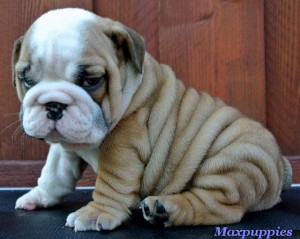 Gorgeous English bulldog puppies