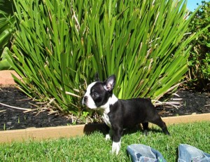 Akc register Boston terrier puppies for adoption