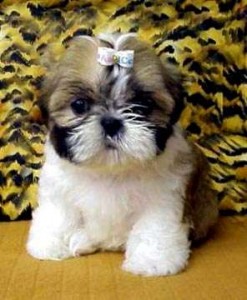 *****Shih Tzu Puppies for good homes, great personalities(Best X-Mass Gift)*****