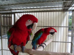 ******Beautiful Pair of Green Wing Macaw For X-mass*******