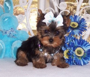 Yorkie puppies for you lovely x-mass