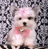 Adorable Morkie puppies waiting for their new and forever lovely home