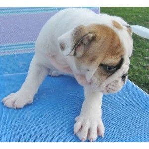 cute and gorgeous english bulldog puppies