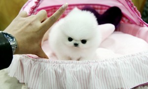 Hello good and adorable x mas  tea cup pomeranian puppies for good home ready now