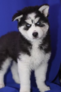 Blue eyes Siberian husky puppies for adoption.